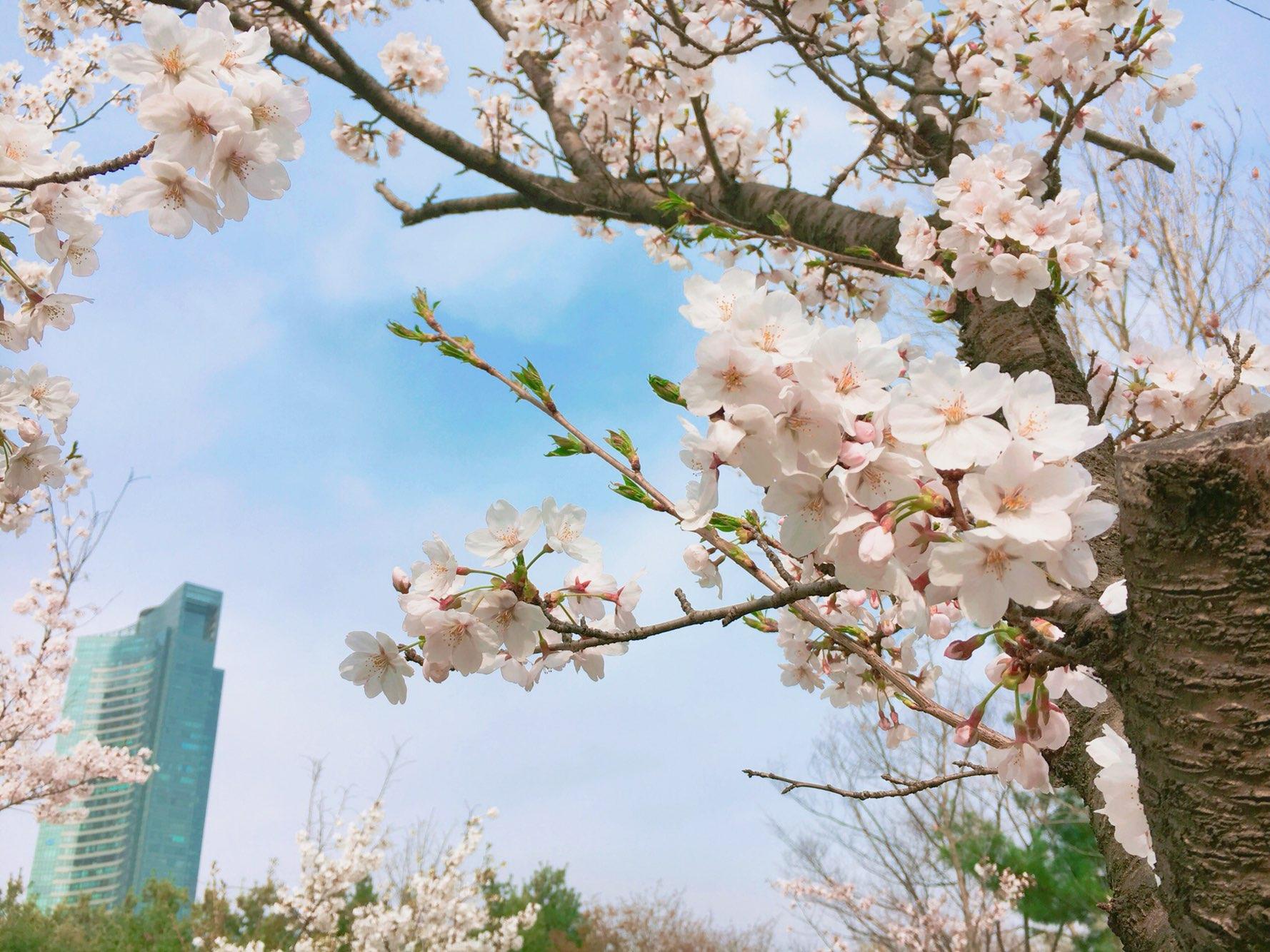 서울 숲 벚꽃